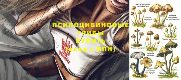 шишки Елизово